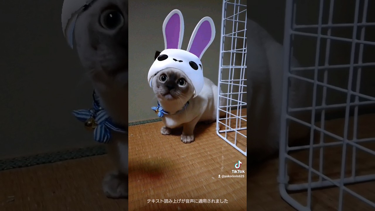 最後にウィンクするよ♥️ #猫 #cat #tiktok #トンキニーズ #ねこ #shorts