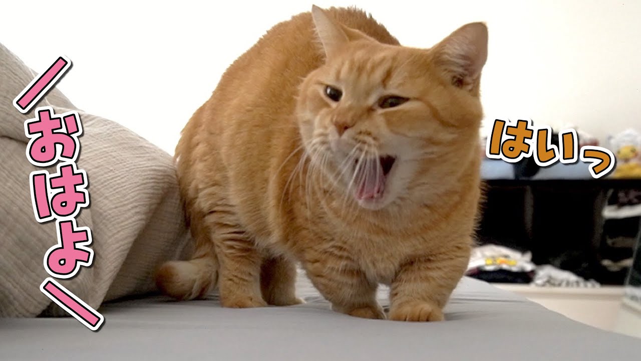 おはよう！と言うと返事をして起き上がる短足マンチカンが可愛すぎる！！