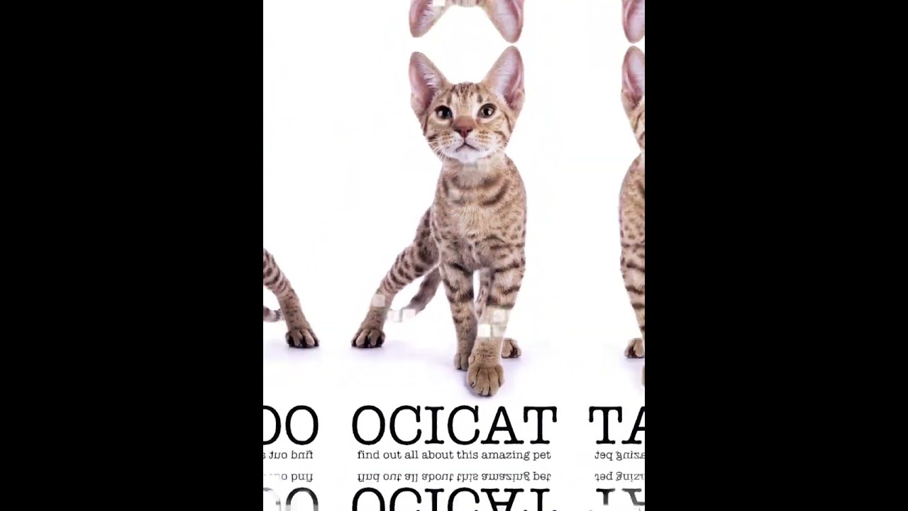 Ocicat😸🤗 With Tutu Song//Beautiful Cat Breed 💞 #shorts #viralshorts #catlovers  An Animal