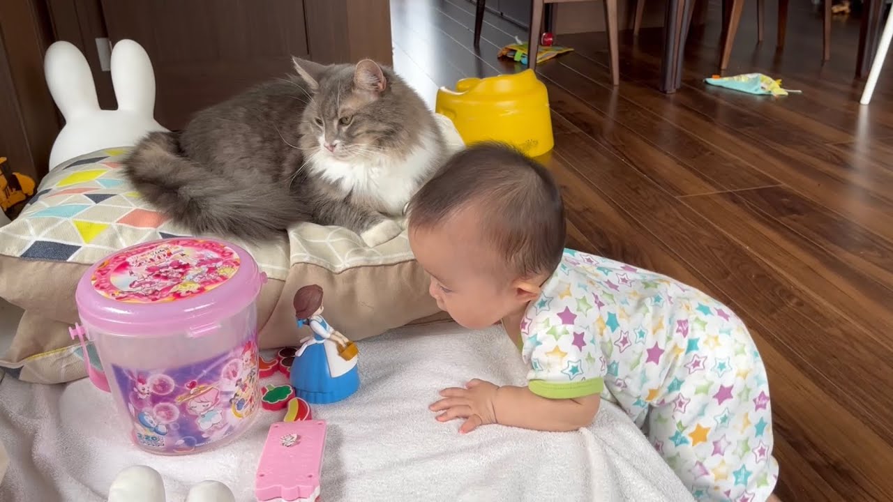 初めて立ち上がろうとする赤ちゃんを見守る猫　ノルウェージャンフォレストキャット　A cat watching a baby trying to stand up