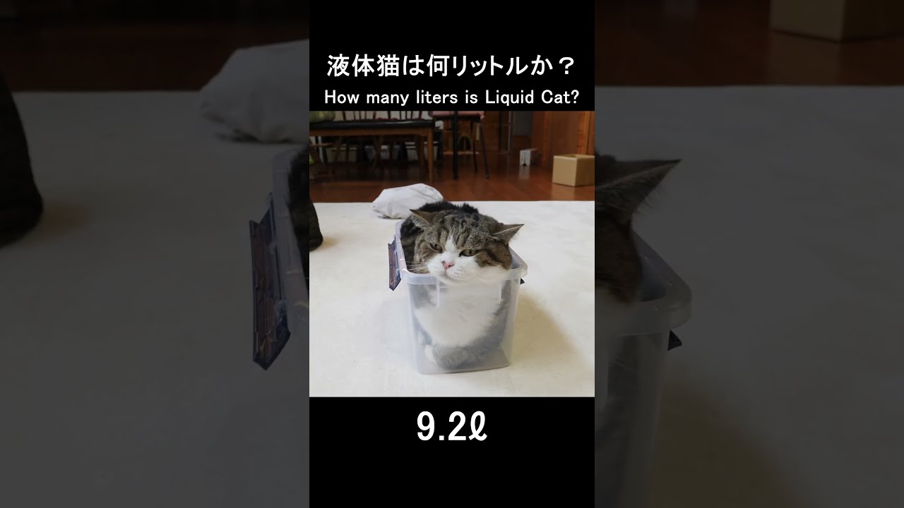 液体猫は何リットルか？ #Shorts