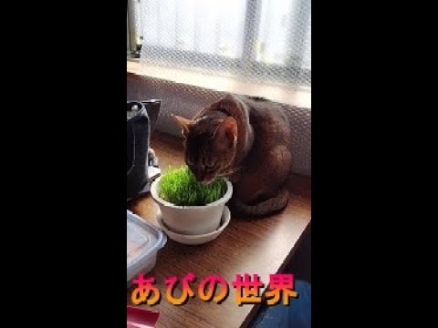ネコ動画あび＃368　あびの毎日　アビシニアン　あび