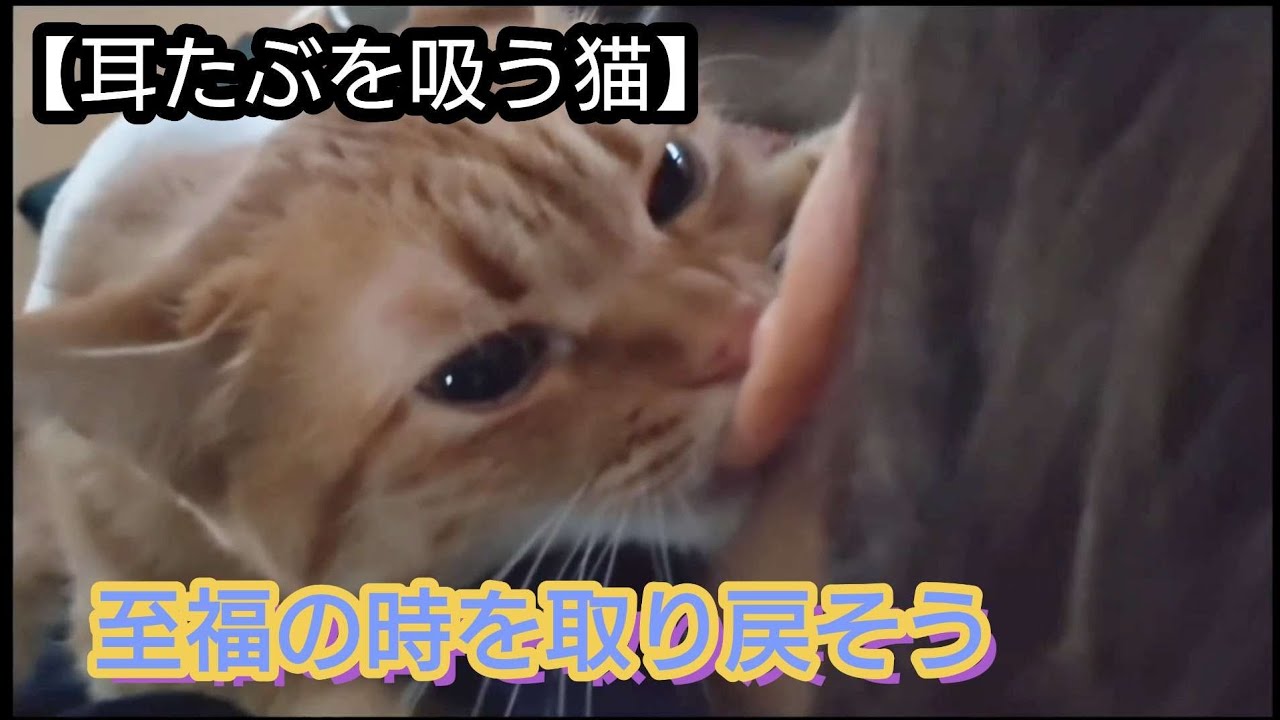 【耳たぶを吸う猫】子猫時代に満たされなかった至福の時を取り戻そう。