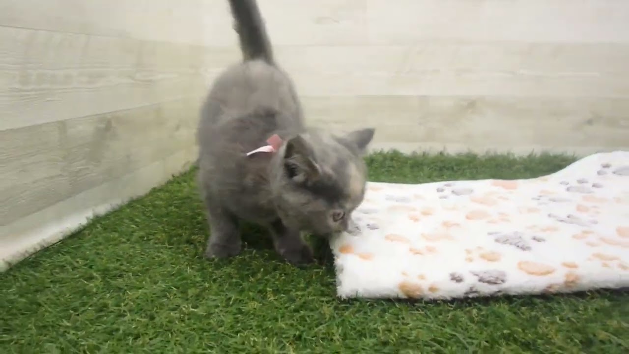 Coo&RIKU　No00615015 ブリティッシュショートヘアー