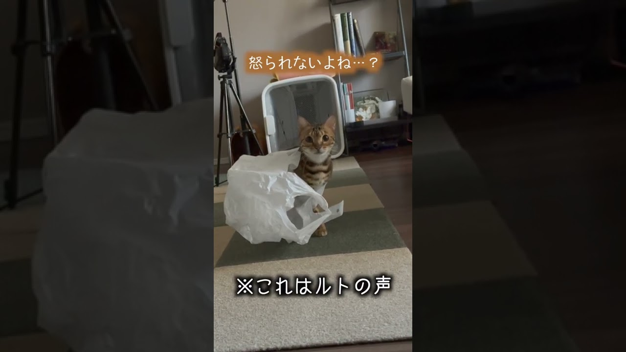 レジ袋で遊んでいたら取り返しがつかなくなった猫