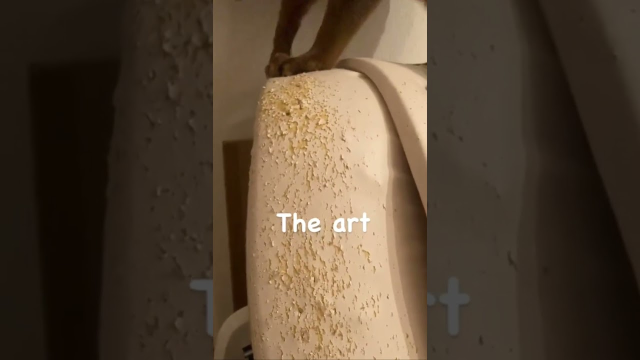 マッサージチェアに作品を残すアビシニアン。爪とぎ猫作家。Abyssinian cat the artist.