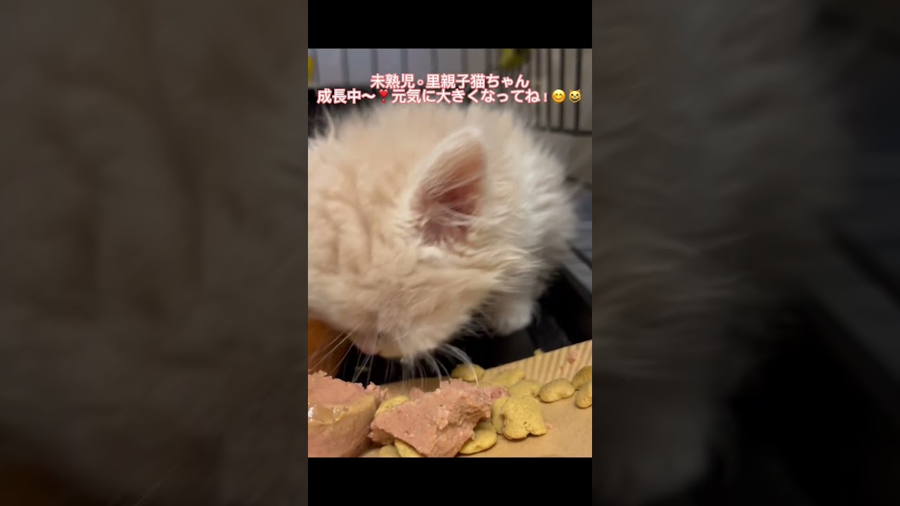 未熟児里親子猫ちゃん🐈スクスク成長中〜アゴネコでは15ニャン前後⇨里親募集中猫ちゃん達がおります。#里親募集中子猫アゴはネコ #保護猫 #子猫　#猫のいる暮らし #猫好きさんと繋がりたい