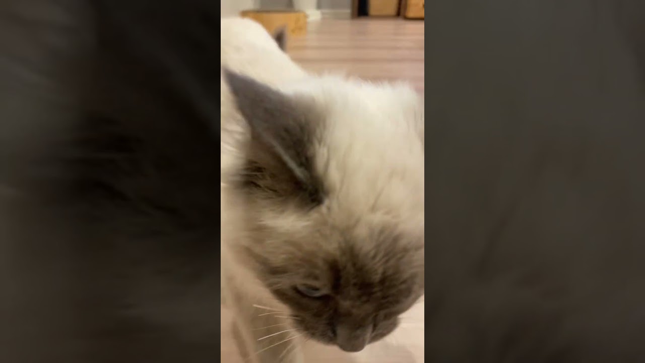 かわいい猫を撮ろうと思ったのに… #ねこ #猫 #ラグドール #ragdollcat #子猫 #ねこのいる生活 #ねこ部 #こねこ #猫動画 #ラグドール子猫 #cat #ブチギレ #衝撃映像
