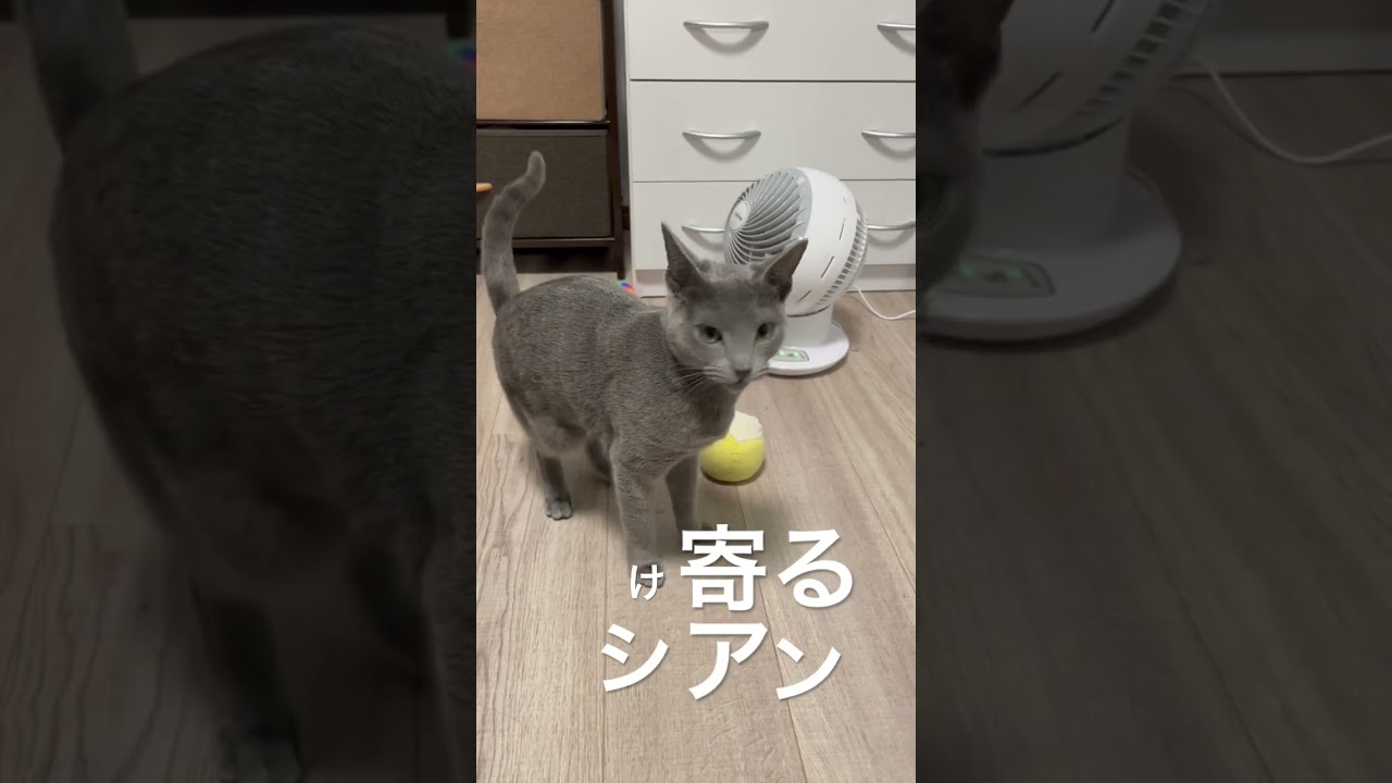 こっちに駆け寄るシアン #ロシアンブルー #猫