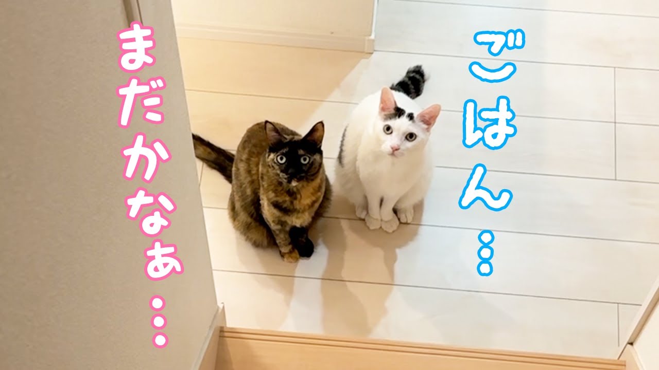 階段下で並んで待ってるチロモモが可愛い…！