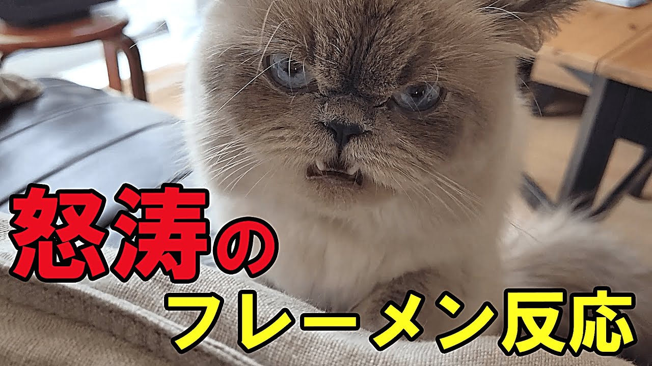 フレーメン反応連発する猫が可愛くて面白すぎる【ヒマラヤン】