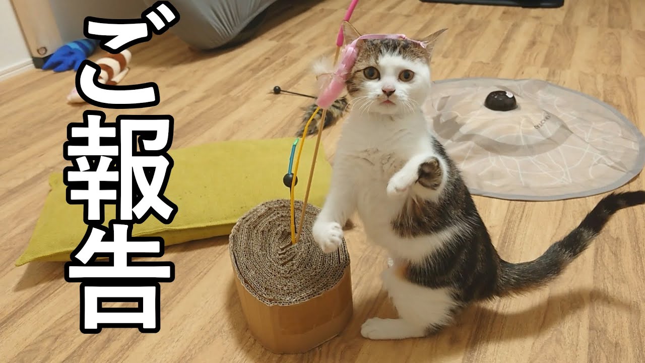 毎日1ℓ以上の水を飲む子猫の病気がついに判明しました。