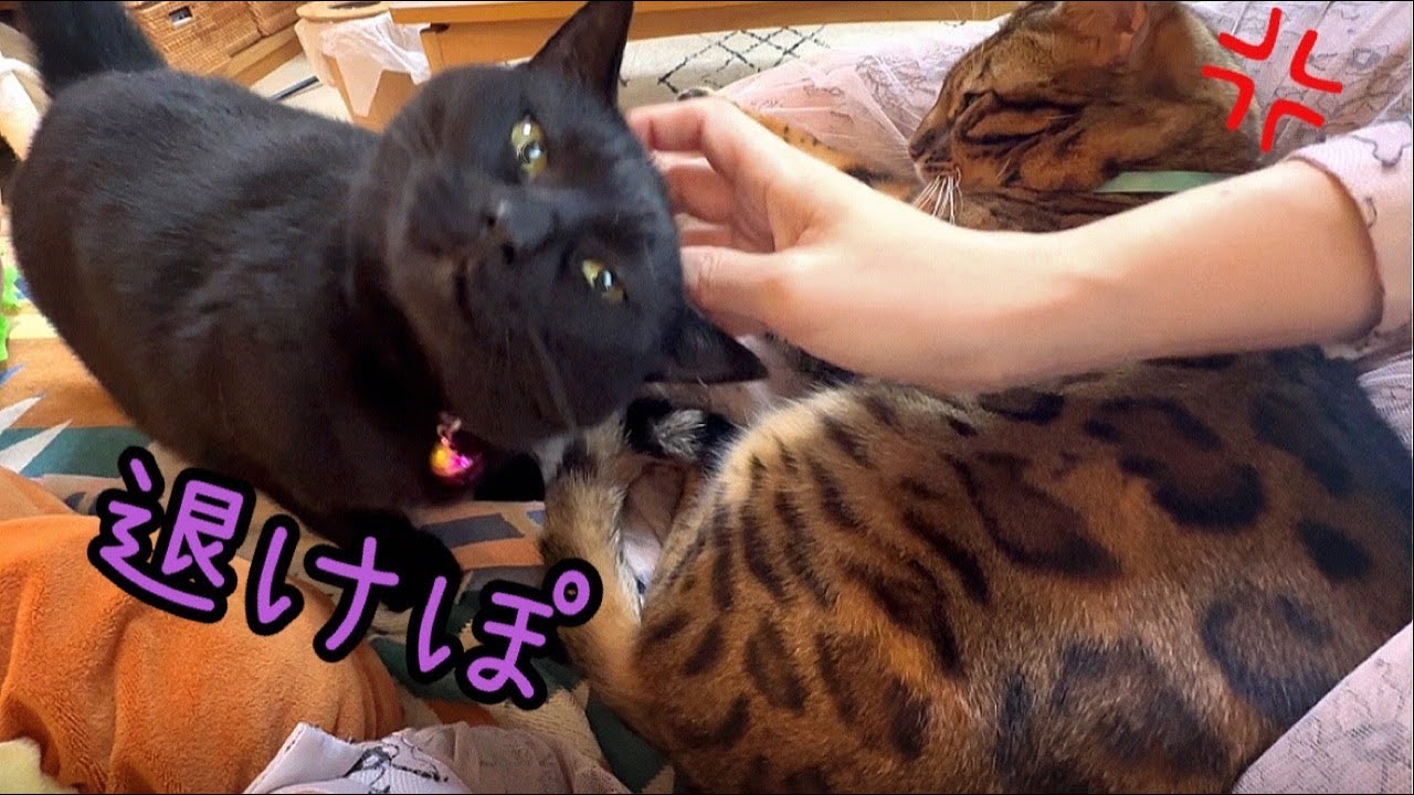おデブ猫vsムキムキ猫💥飼い主の膝の上を奪い合っています
