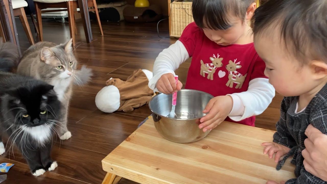 初めてチョコ菓子を手作り娘に興味津々な猫達　ラガマフィン　Cat interested in handmade chocolate for the first time