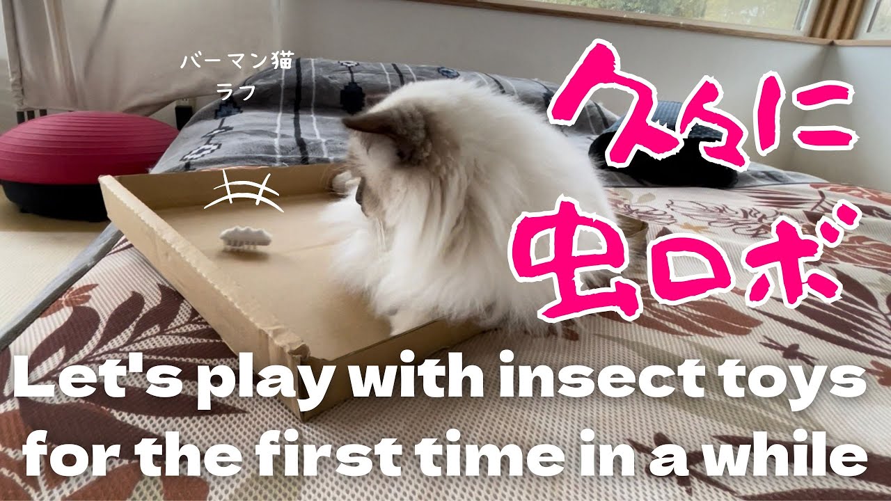 バーマン猫ラフ【久々に虫ロボ】Let's play with insect toys for the first time in a while（バーマン猫）Birman/Cat