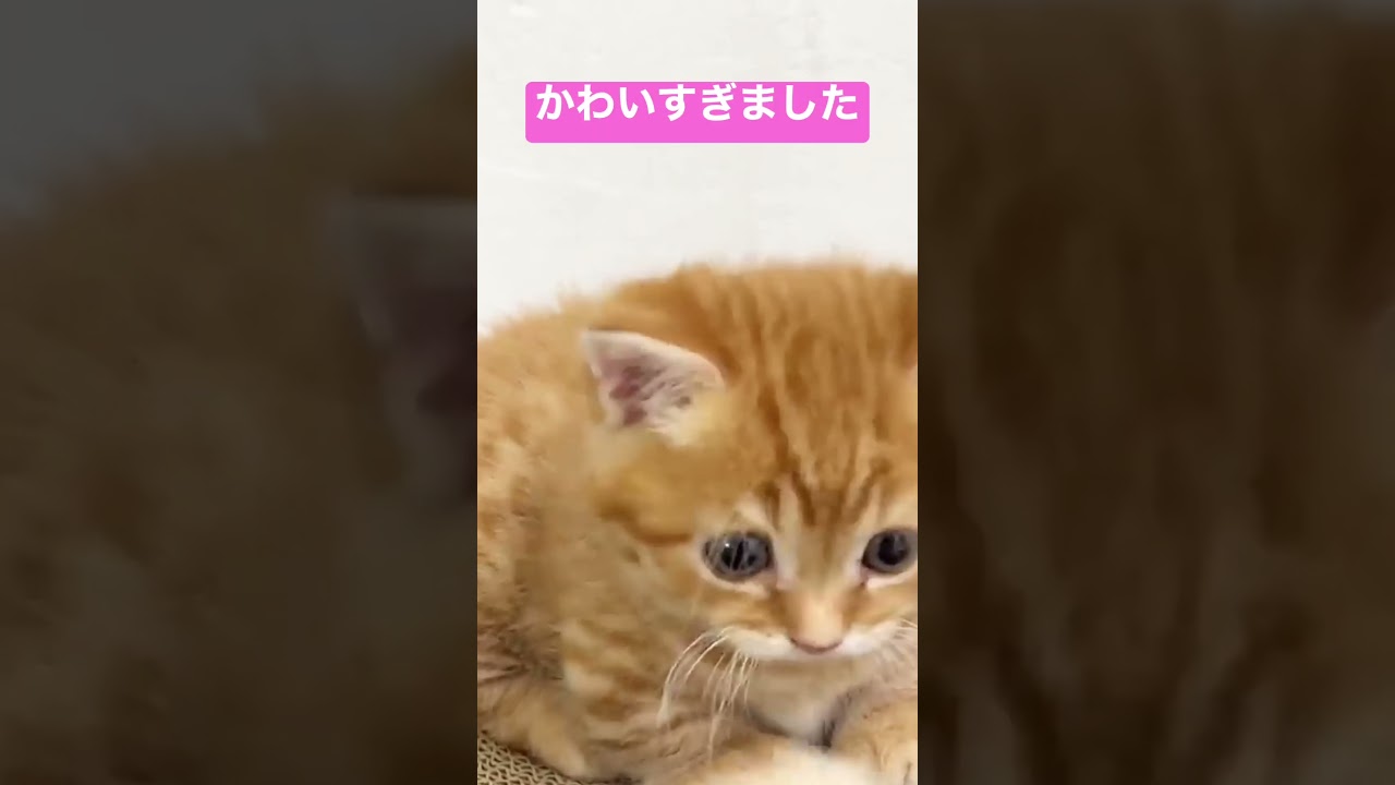 子猫が生まれて初めて猫じゃらしを見た結果... #shorts