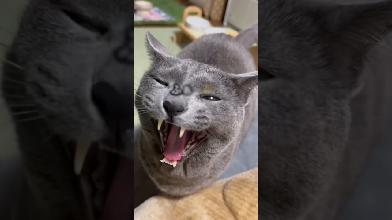 【ロシアンブルー】めろん、お昼寝後のおねだりはこんな感じです😊【猫】#shorts