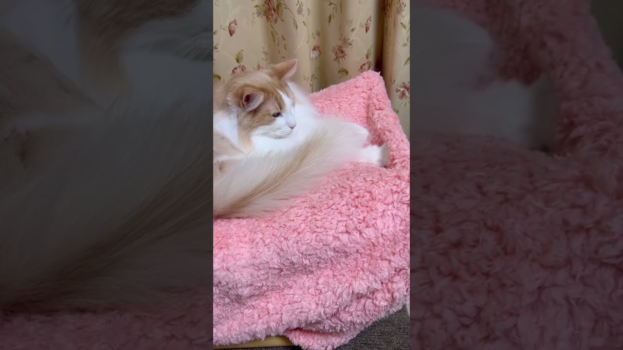 フミフミする ノルウェージャンフォレストキャット #shorts