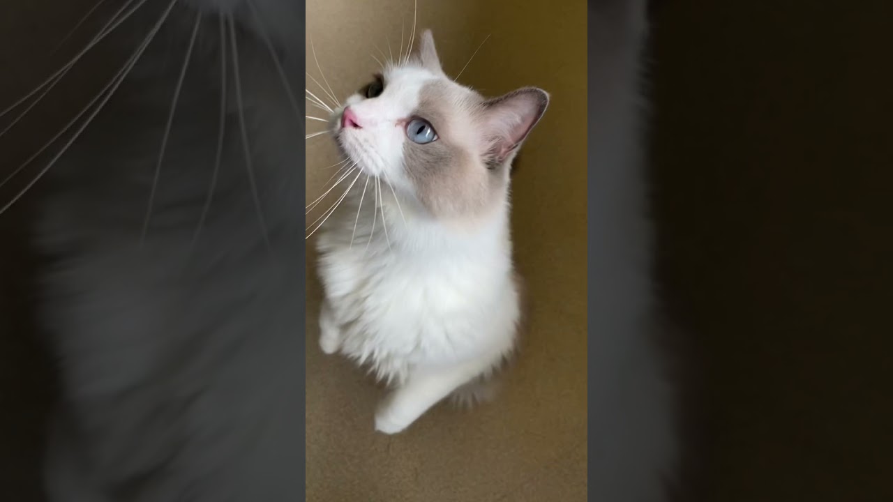 食欲旺盛で立ち上がるラグドールさん
