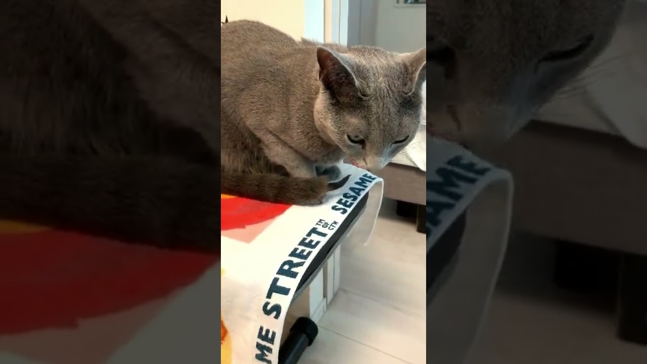 猫がしっぽを吸っていました【ロシアンブルー】 #Shorts