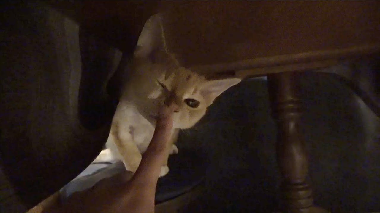 隠れんぼのつもりのデボン猫です。