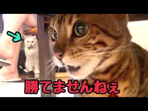 女王猫も敵わない最強白猫が恐れる相手がいます…