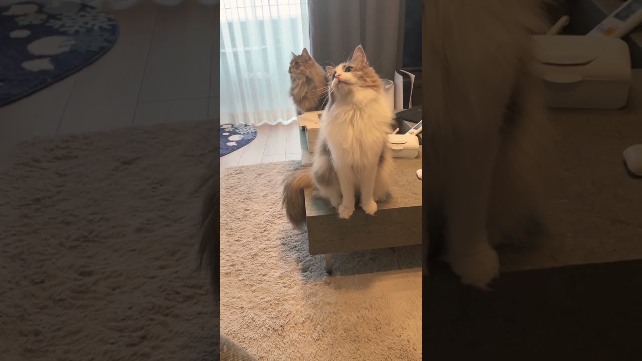 スラムダンク面白かったよ #ノルウェージャンフォレストキャット #猫 #長毛種 #猫動画 #かわいい猫 #スラムダンク