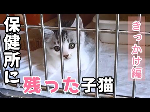 保健所でひとりぼっちになった子猫と人生に立ち止まった私が出会った理由【保護猫】