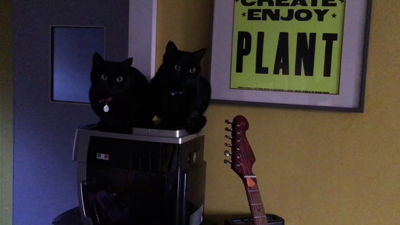 朝起きたら・・・☆4匹の黒猫ボンベイファミリー