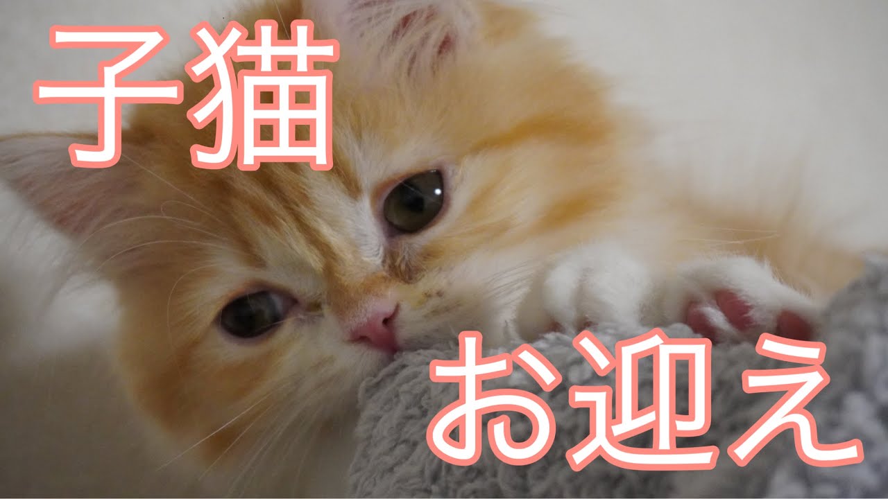 【子猫お迎え】生後2ヶ月サイベリアンの子猫をお迎えしました