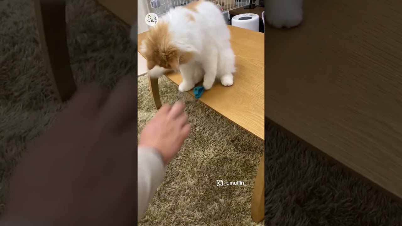 拾っても拾っても…ラガマフィン子猫のマフィンちゃん！To be continued🐈 #猫王国 #子猫のいる生活 #ラガマフィン #cat