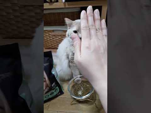 お手をするソマリにゃんこ♪早くご飯頂戴にゃ～