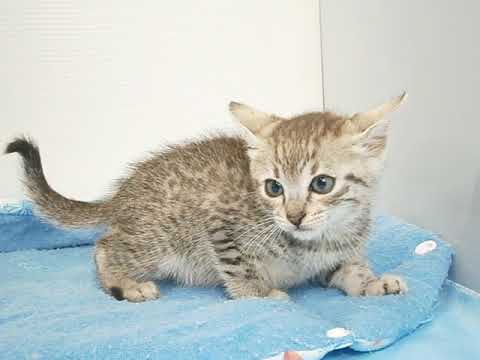 Coo&RIKU　No375338　エジプシャンマウ