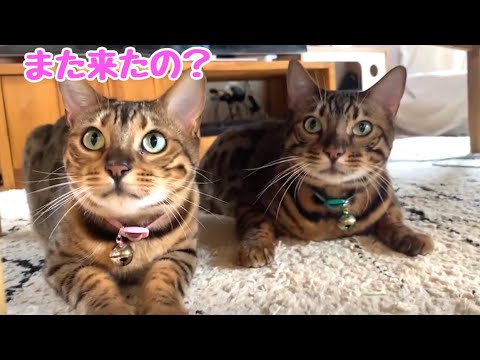 気難しい女子猫達までもペットシッターしげみちゃんの手の上で転がされだしました