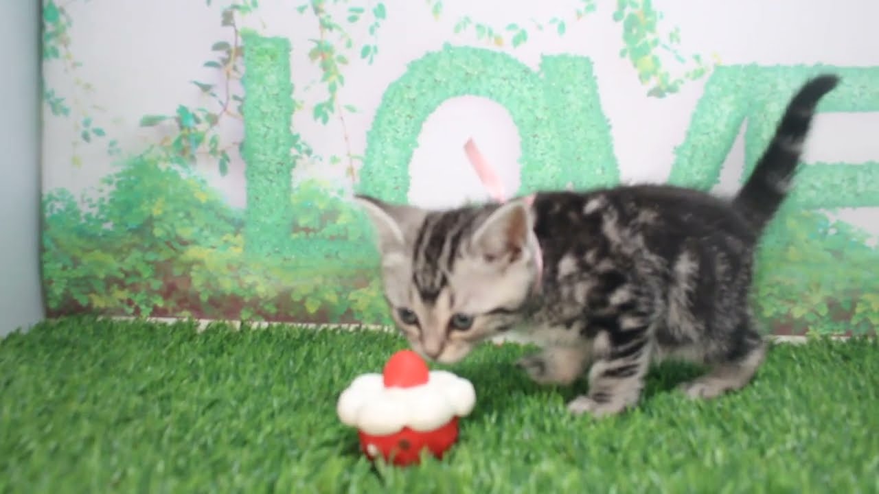 Coo&RIKU　No620176　アメリカンショートヘアー