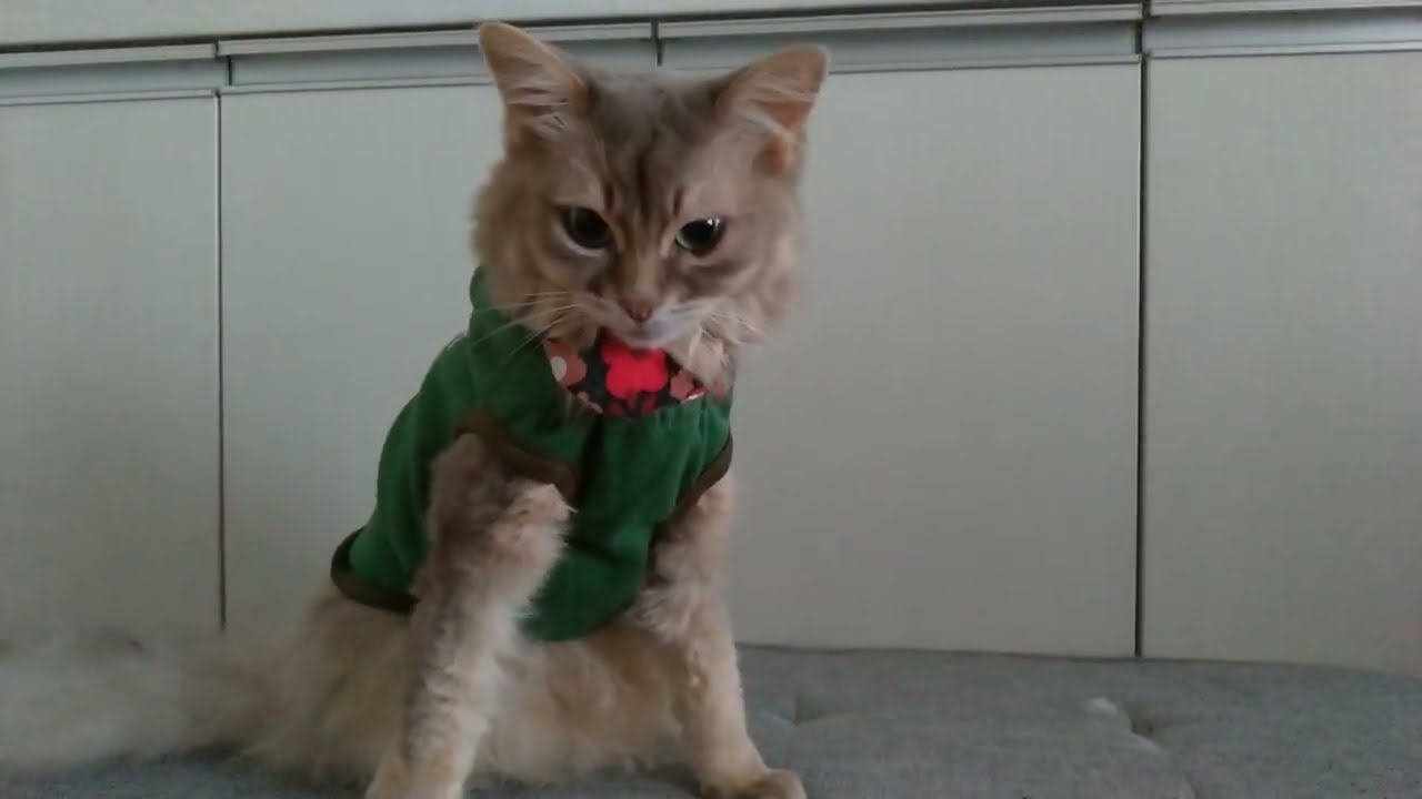 ソマリ　猫　９歳