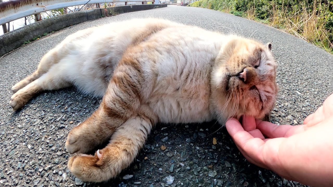 いかつい顔のシャム猫が可愛い声で「モフってくれ！」と話しかけてきた