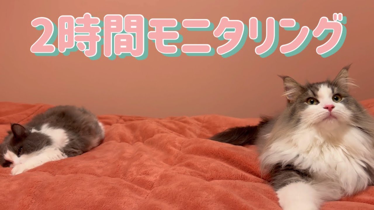 【猫モニタリング】ノルウェージャンフォレストキャットの日常を覗き見👀ww