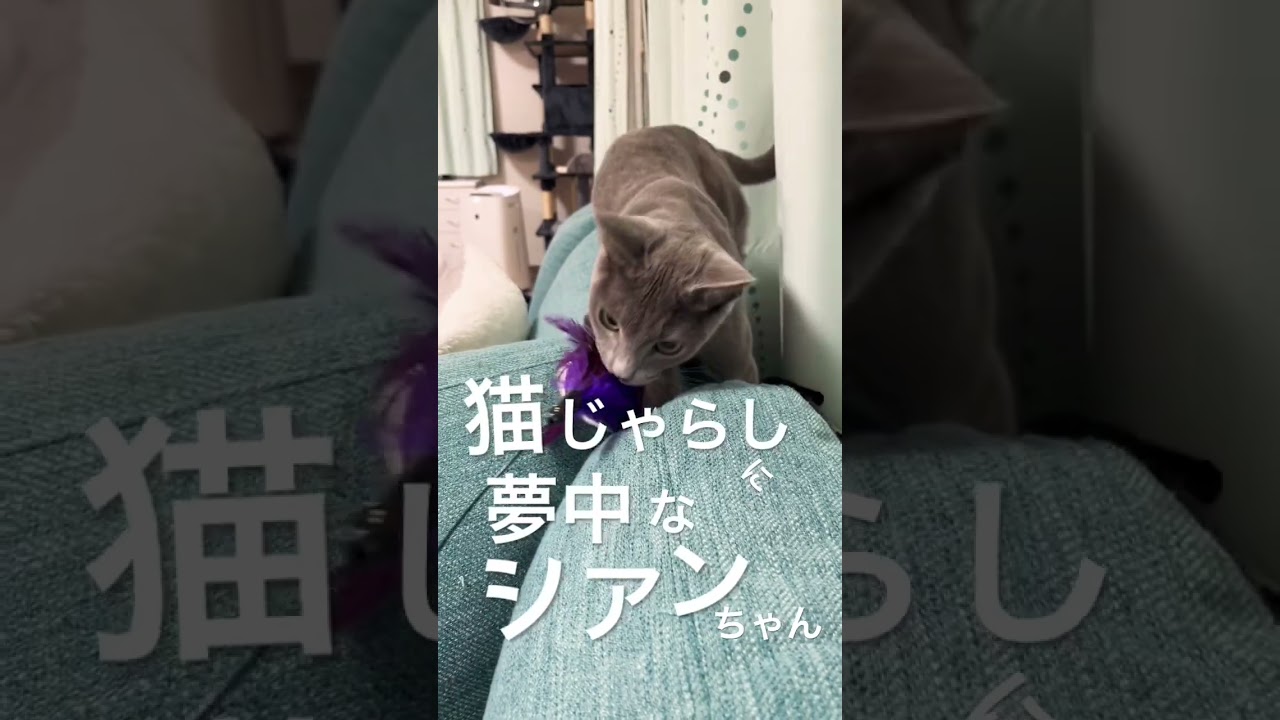 猫じゃらしに夢中なシアンちゃん #ロシアンブルー #猫 #猫じゃらし