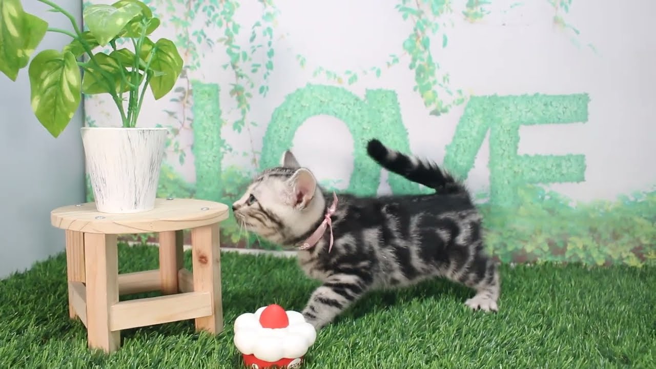 Coo&RIKU　No619394　アメリカンショートヘアー