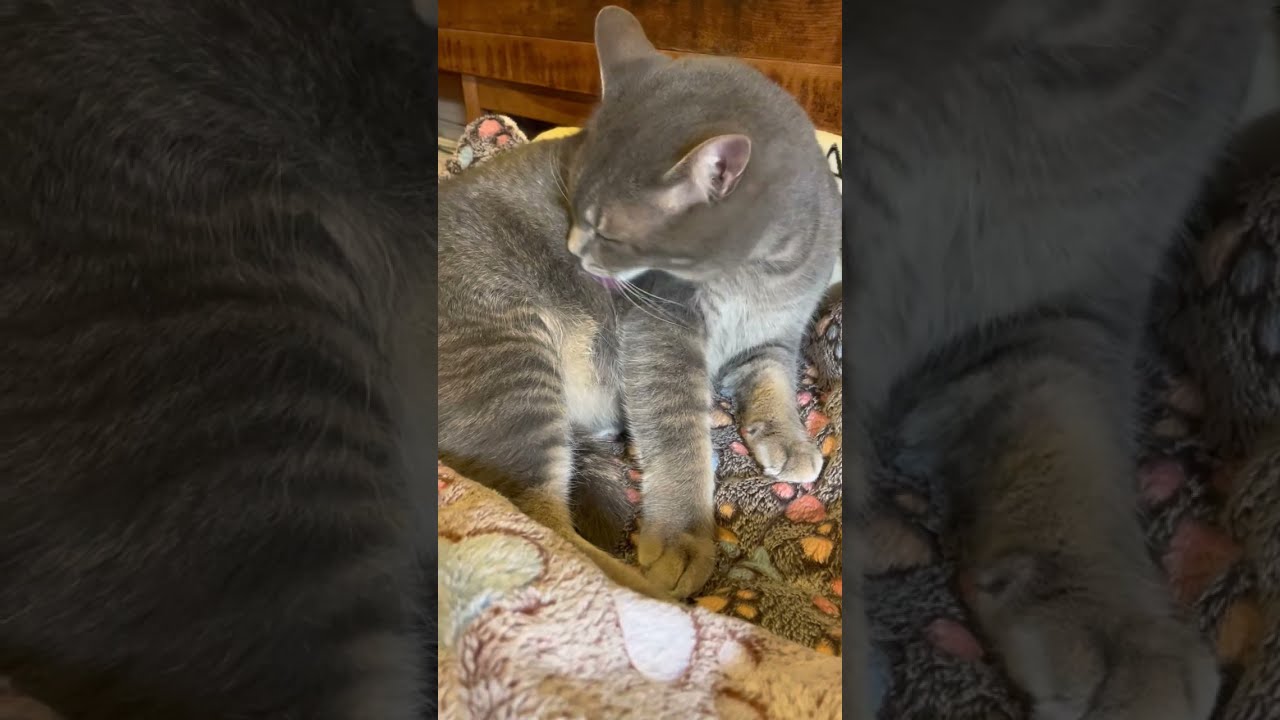 #風の猫　荷台のベッドで..　毛づくろいをして..　ホッとする猫…　#shorts