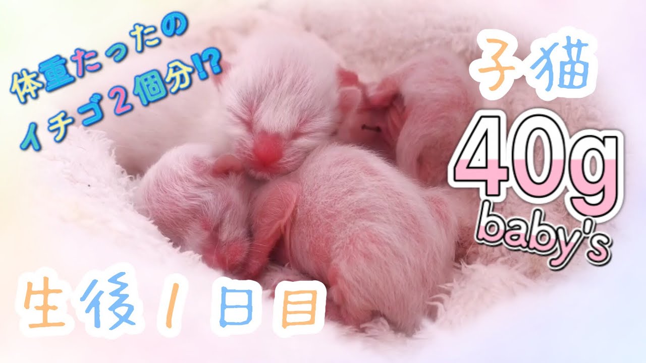 【生後１日目】たった40gの小さな小さな子猫ちゃん 生まれました 出産&子育て記録
