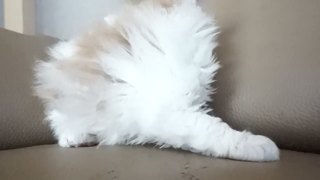 セルカークレックス子猫　2023.1.5産まれ 　クリーム&ホワイト　ロングヘアー　男の子　シーダキャット猫のお店　Selkirk Rex