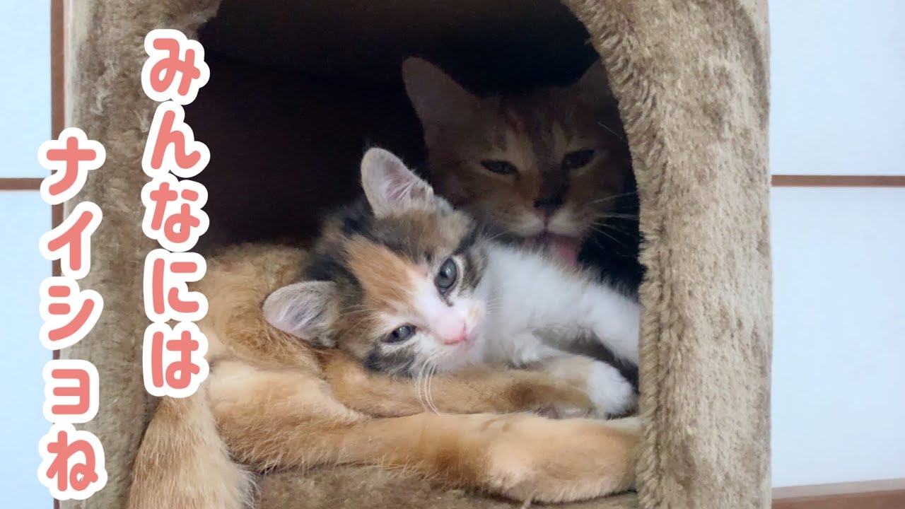 こっそり隠れて子猫のお世話をする先住猫