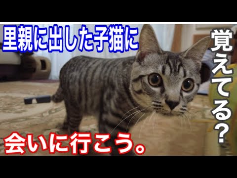 シャムちゃんの子猫、里親に出したバロンちゃんにララくんと一緒に会いに行く。左手のない野良猫のキセキ　#保護猫  #cat  #kitten #こねこ  #癒し  #ねこ