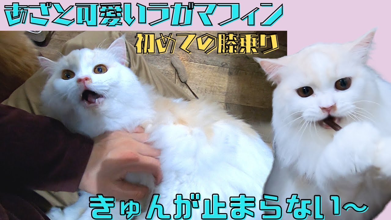 あざと可愛いラガマフィンの特技　膝乗りでジャレてキュンが止まらない（保護猫カフェ猫の木）十三駅　Ragamuffin's special ability is so cute