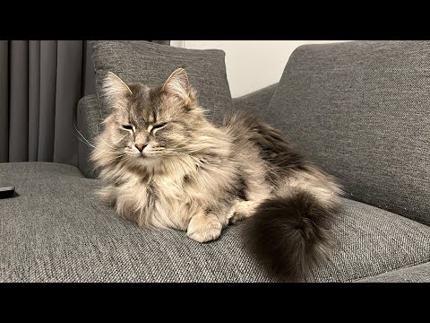 なんか猫怒っとる・・・・・・。 ノルウェージャンフォレストキャット