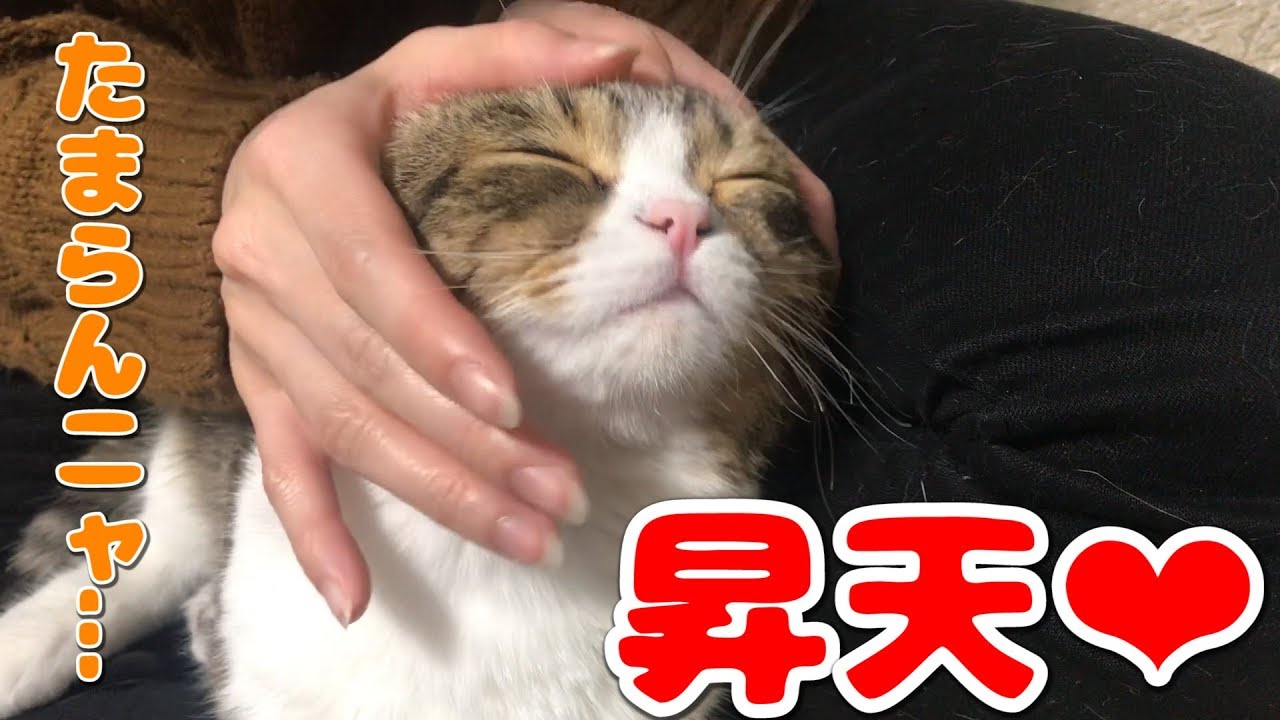 ママのマッサージで骨抜きになった猫【スコティッシュフォールド】【Scottish Fold】