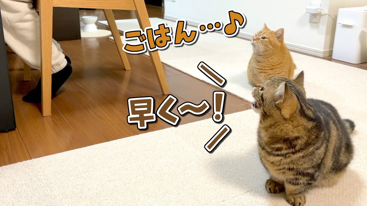 協力してママにごはんアピールする猫たちが可愛くて勝てないw