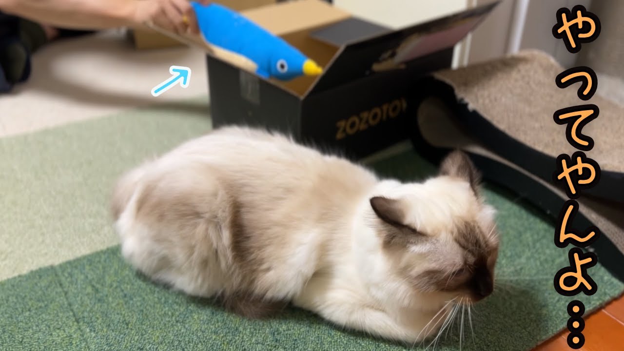 猫と飼い主の戦い〜ペンギン代行〜【バーマン】